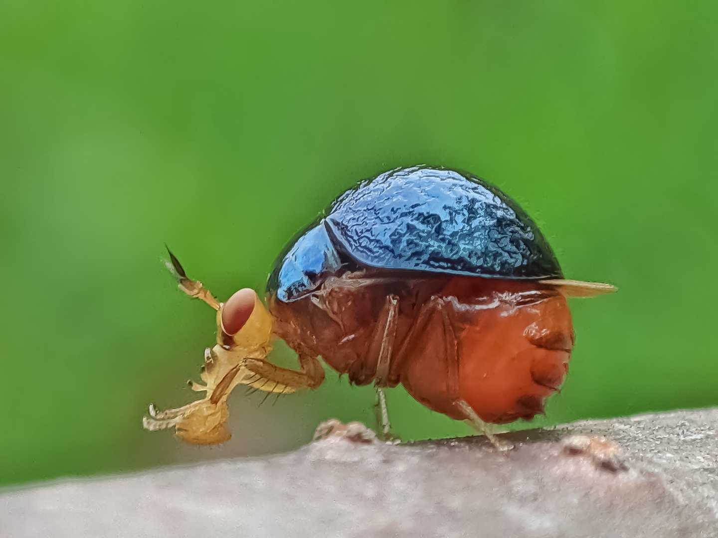 Celyphidae