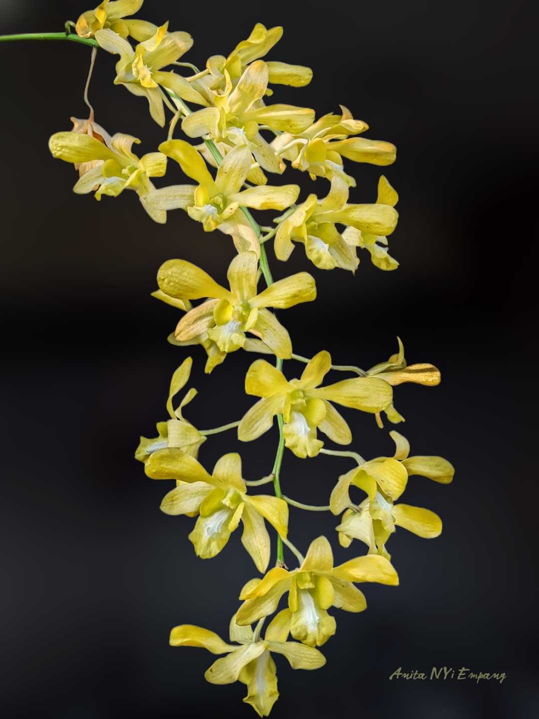 Anggrek Kuning