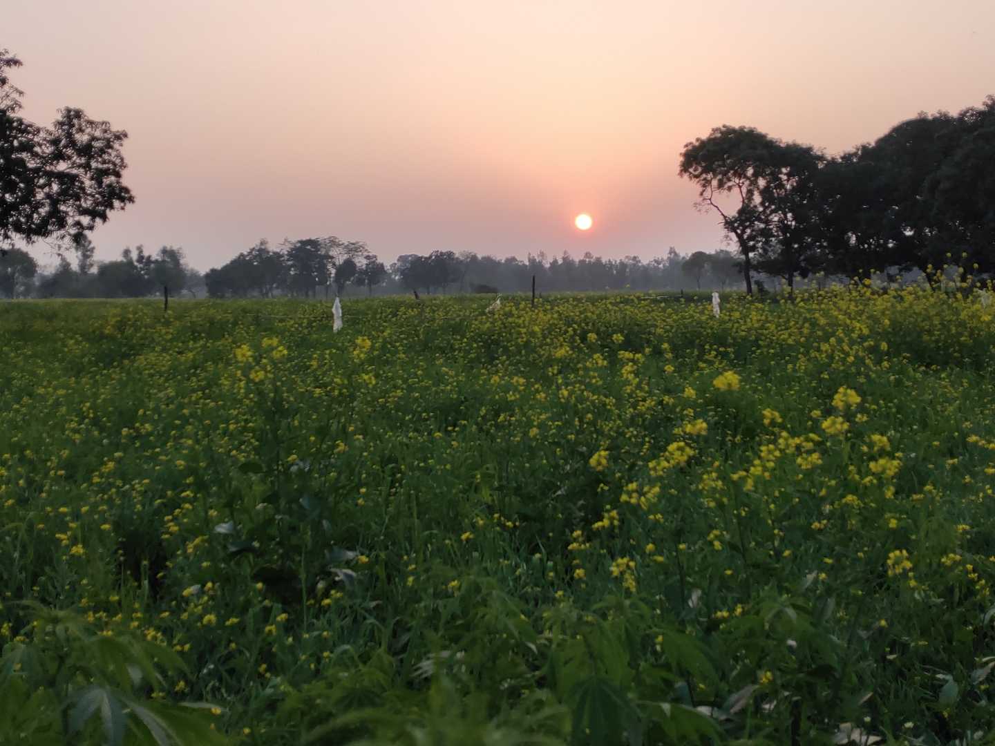 sunset at Farm 😍