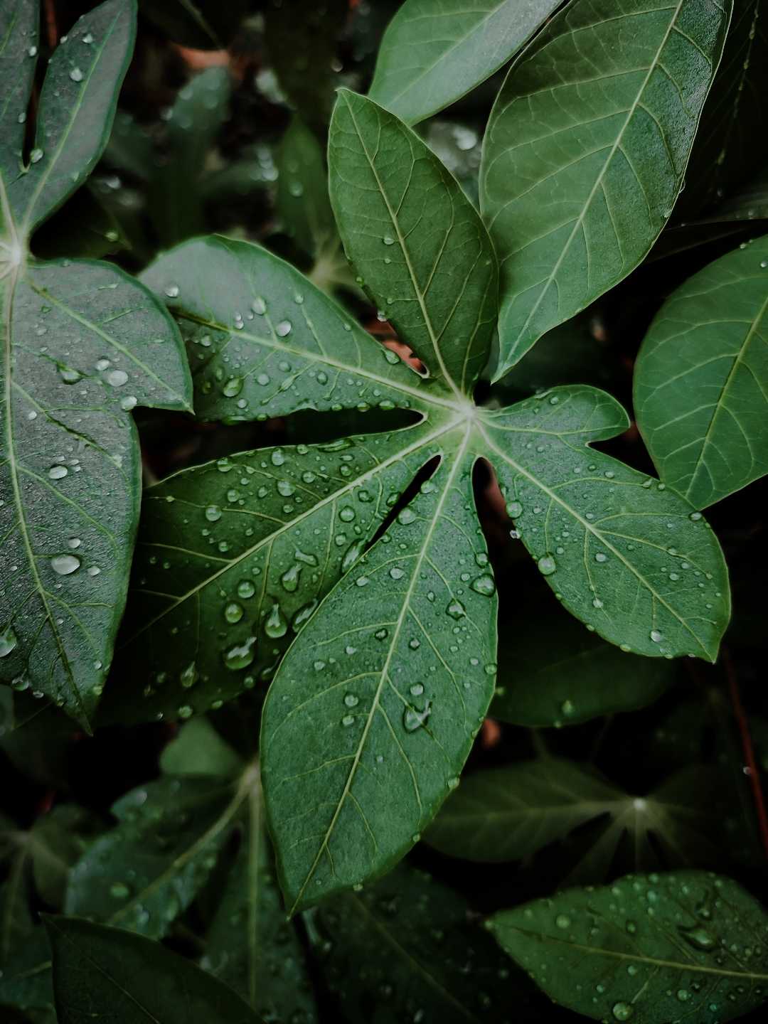 DAUN SINGKONG 