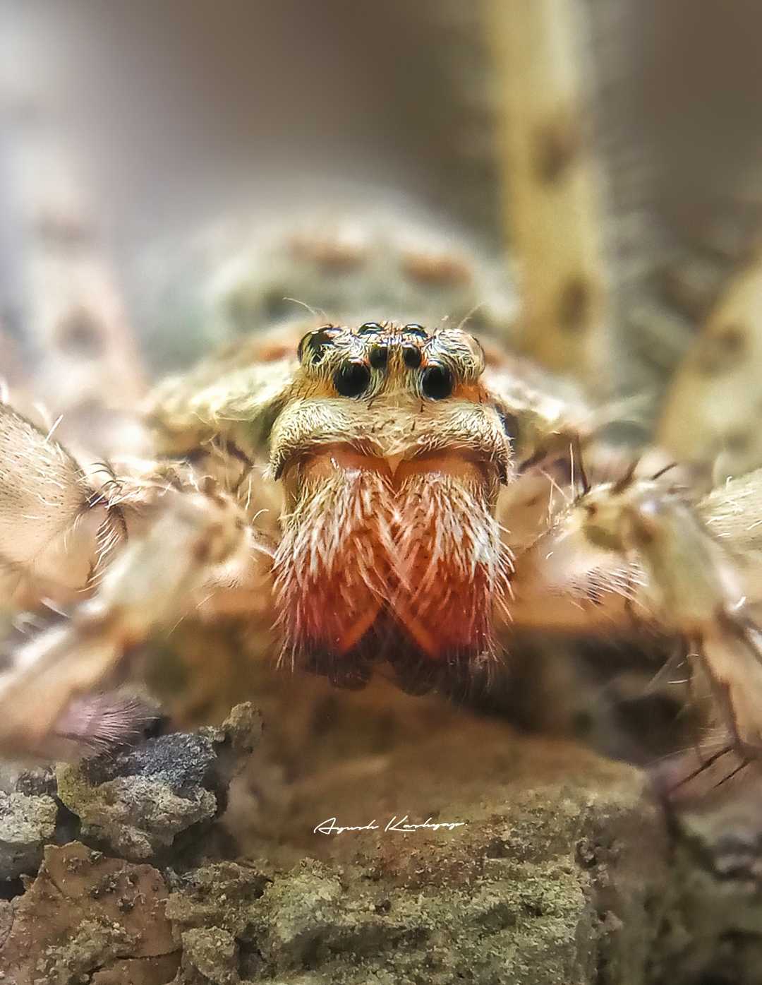 A huntsman