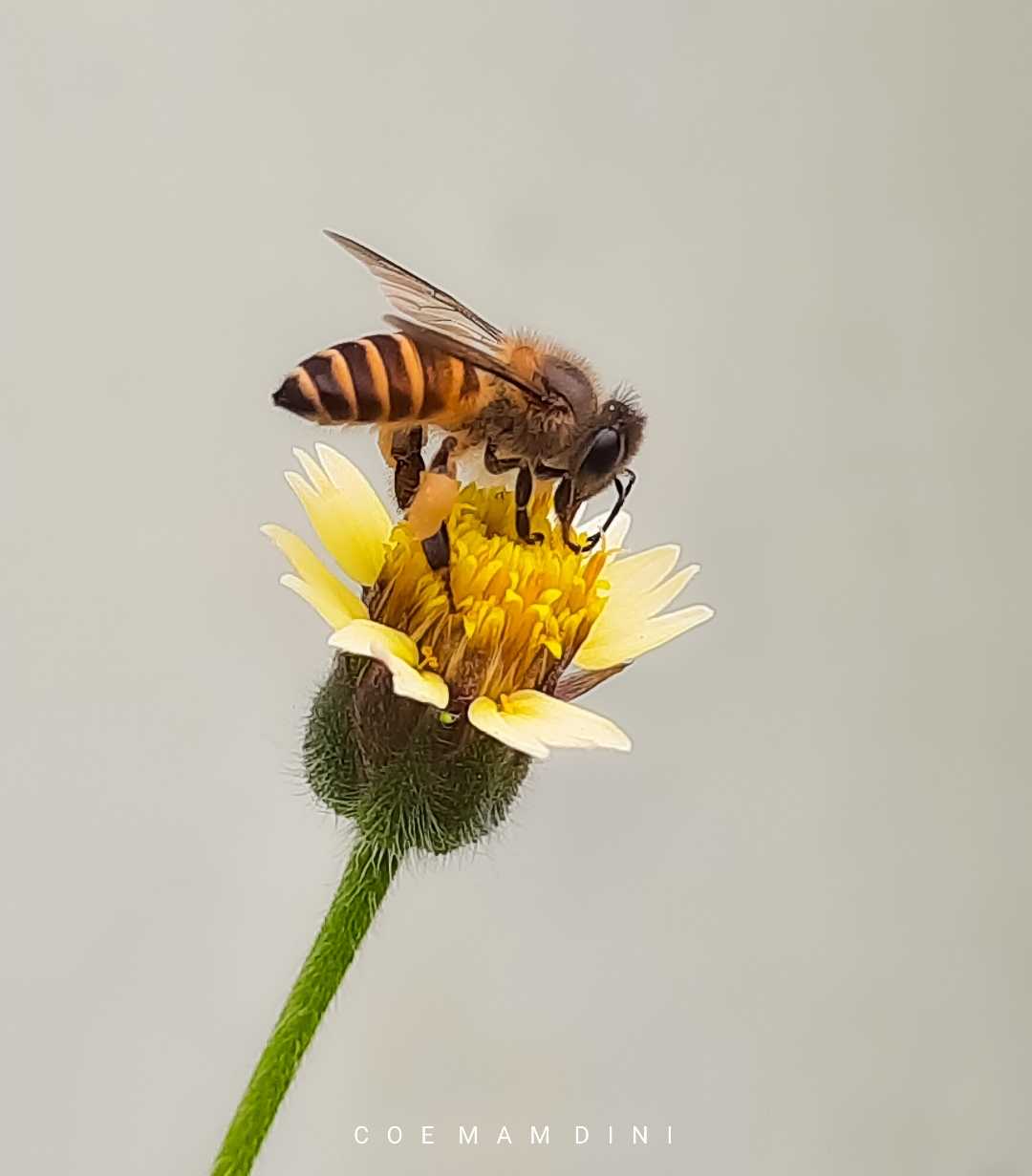 Macro (Nature flora/fauna)