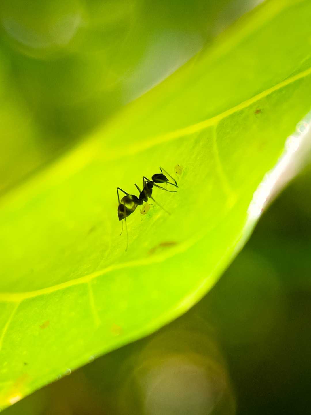 Macro photography 