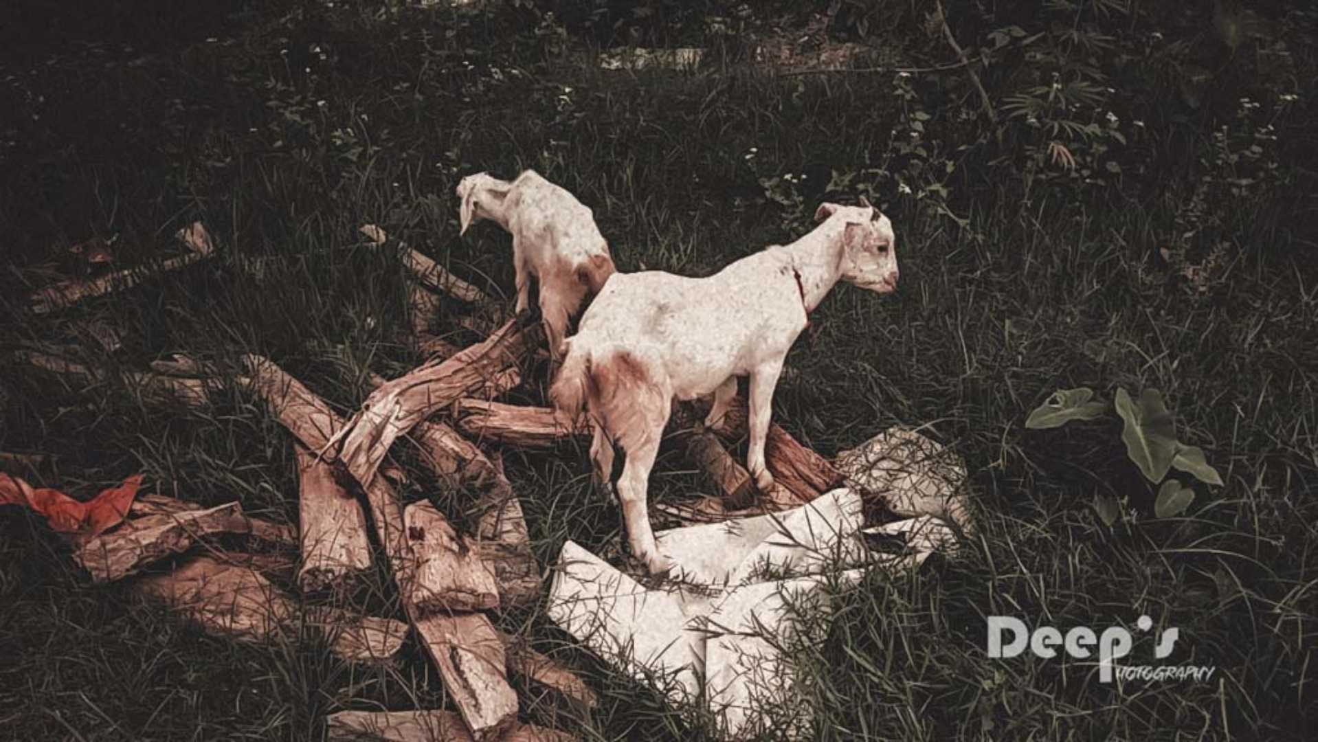 GRAZING GOATS 