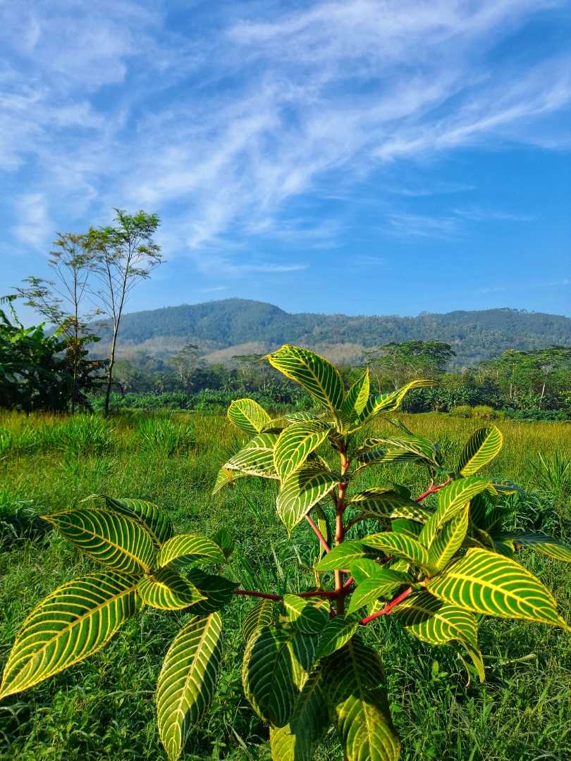 Green view