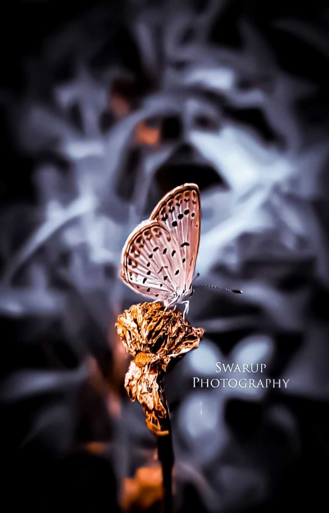 🦋🦋