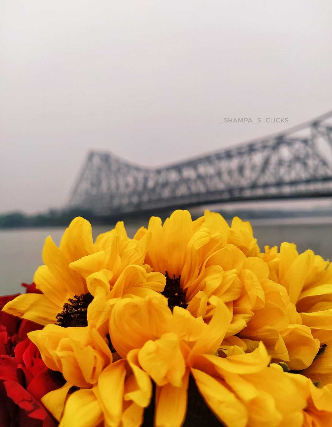 সূর্যমুখী × হাওড়া ব্রিজ = ♡