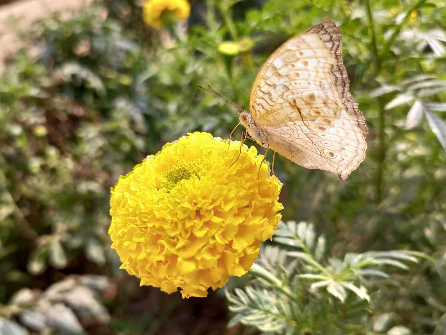 Sustenance for butterfly 