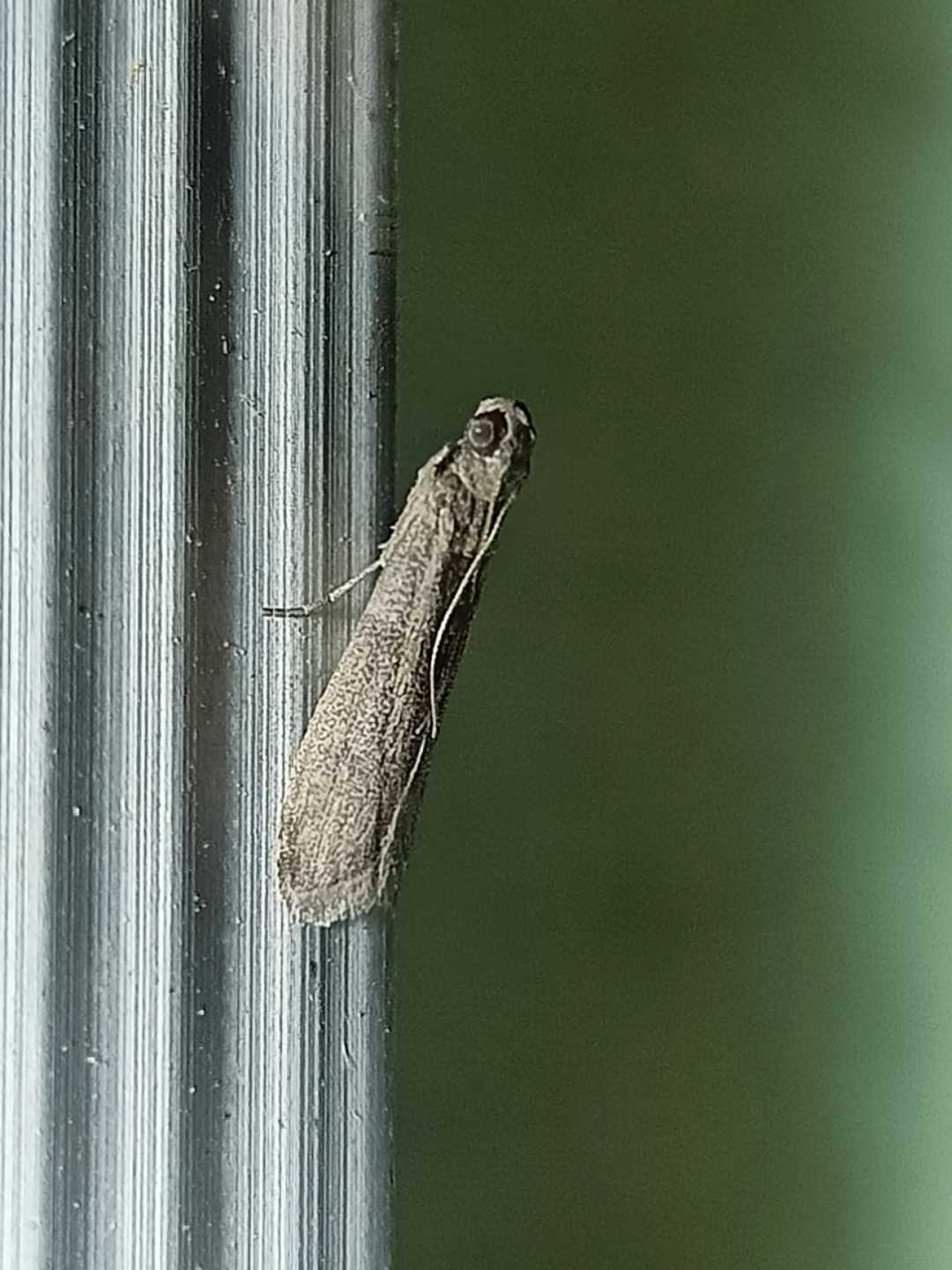 Indian meal moth