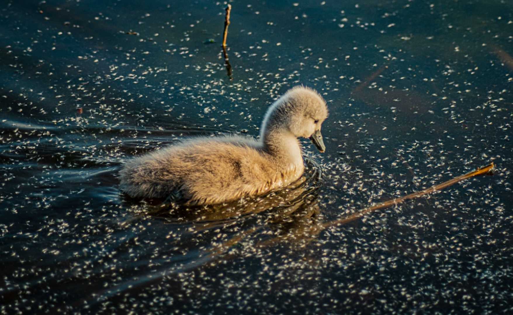 Mute swan