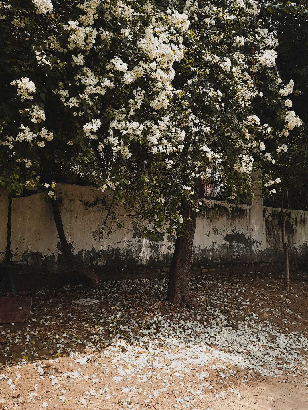 Flora