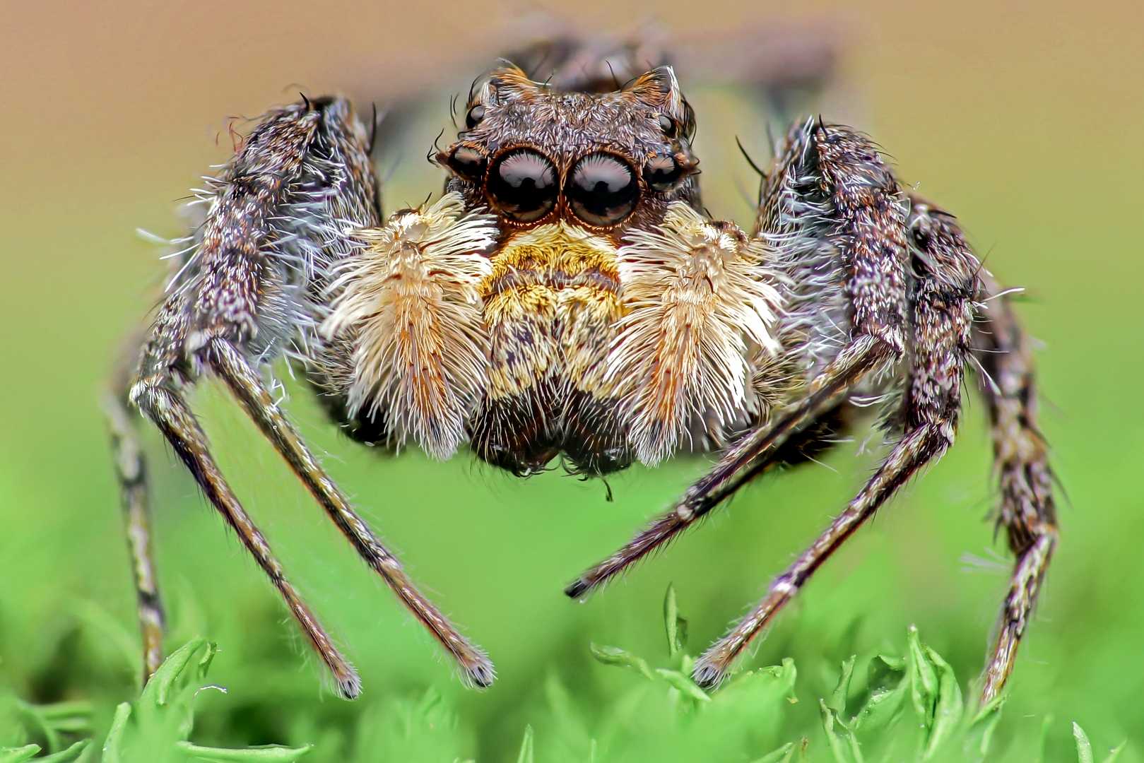 Portia Labiata Origin Java