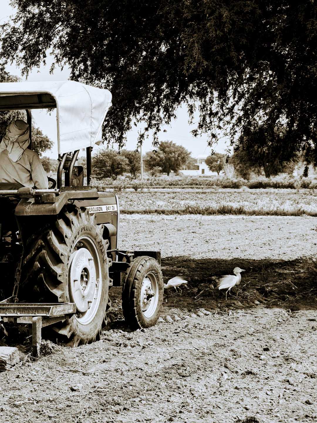 agriculture farming 
