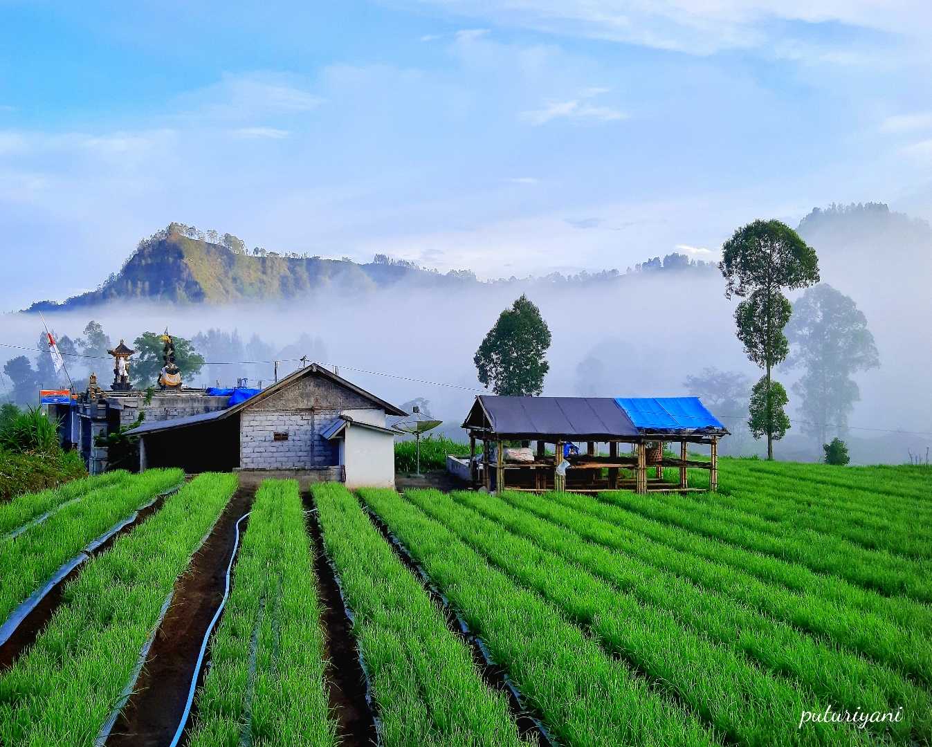 A paddy field at Songan village, Kintamani