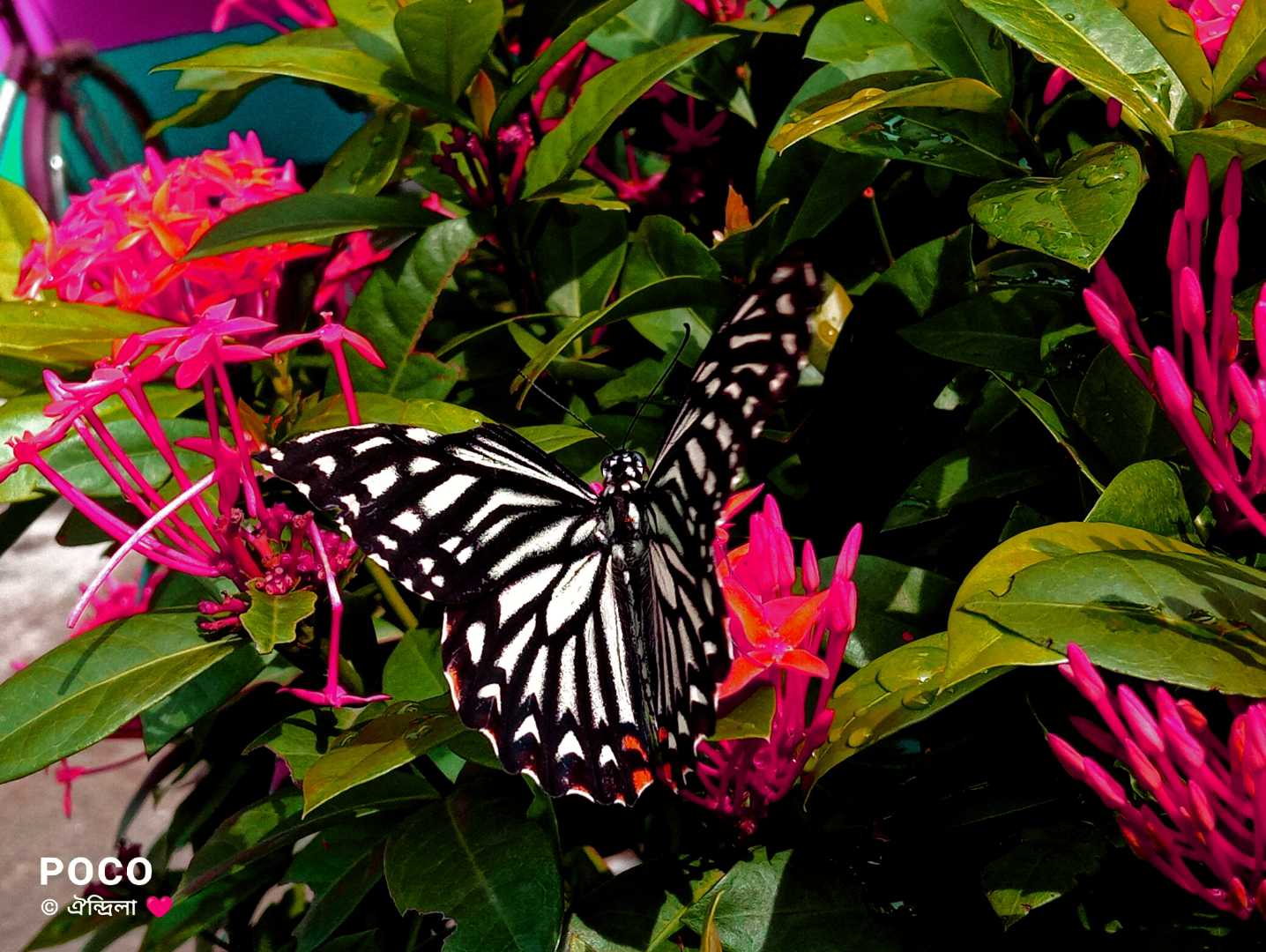 Frame of Beauty😍 🦋