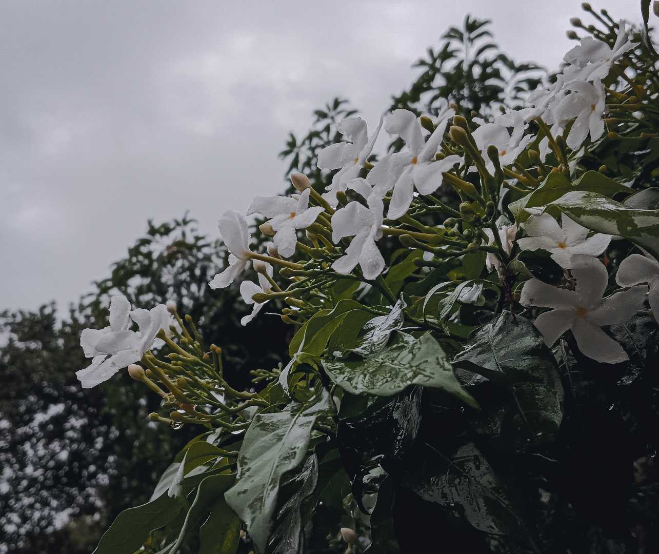Rainy days🩵
