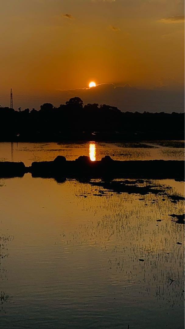 Sunset in paddy field
