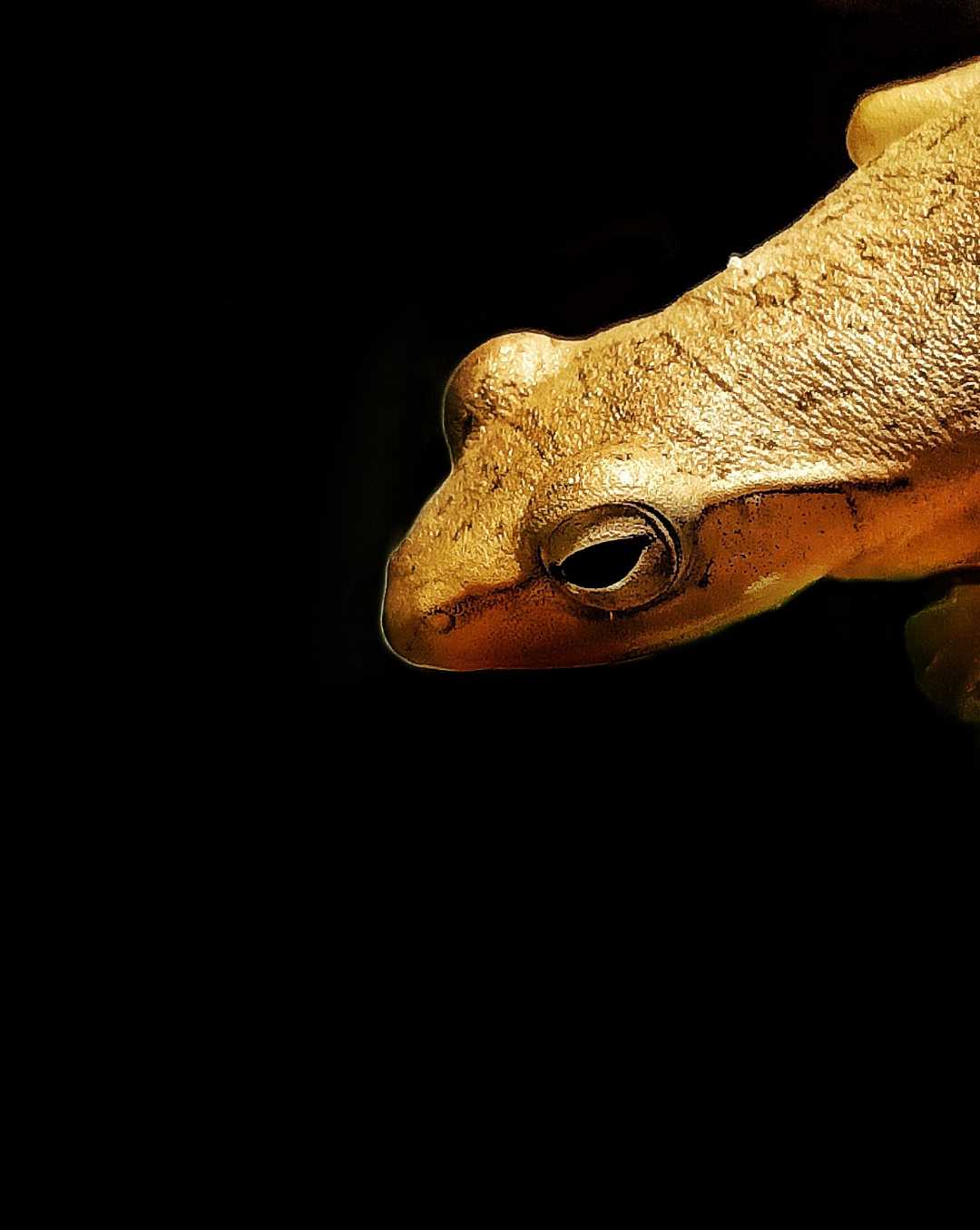 Tree Frog