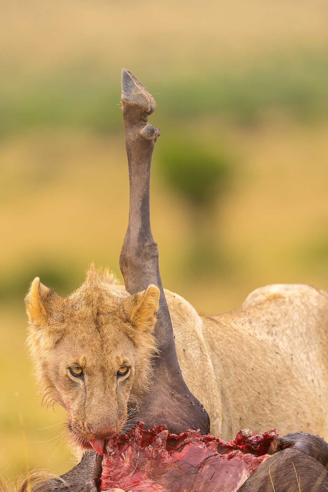 "RAW MAJESTY: A Hungry Young Lion triumphs over a Wildebeest