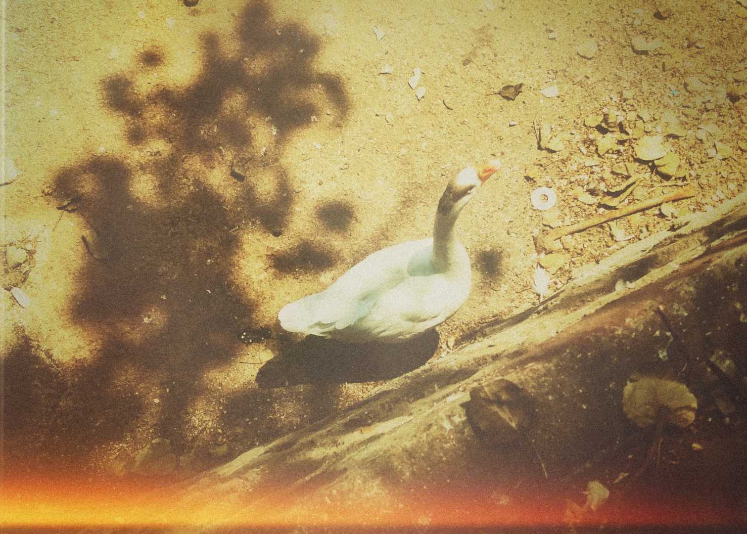 WATER BIRDS OF INDIA  