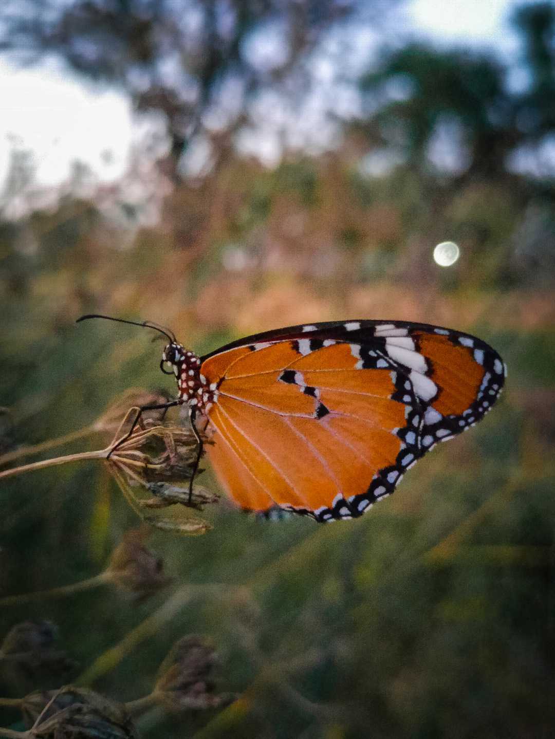 butterfly 🦋