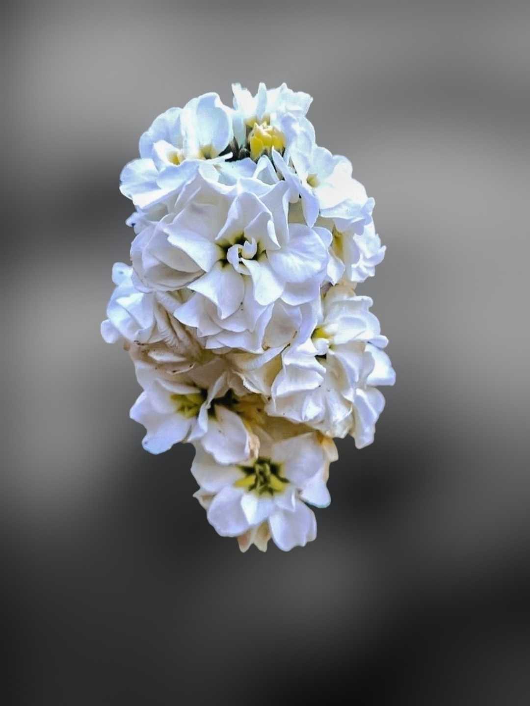 Hoary Stock Flower 🌼🤍