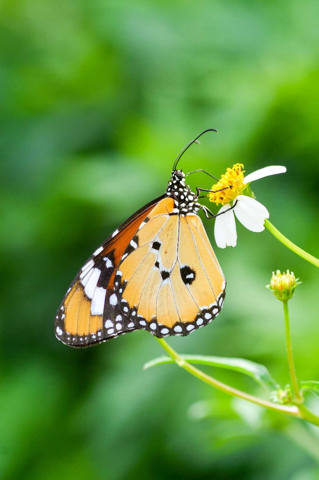 Danaus Chrysippus (Butterfly)