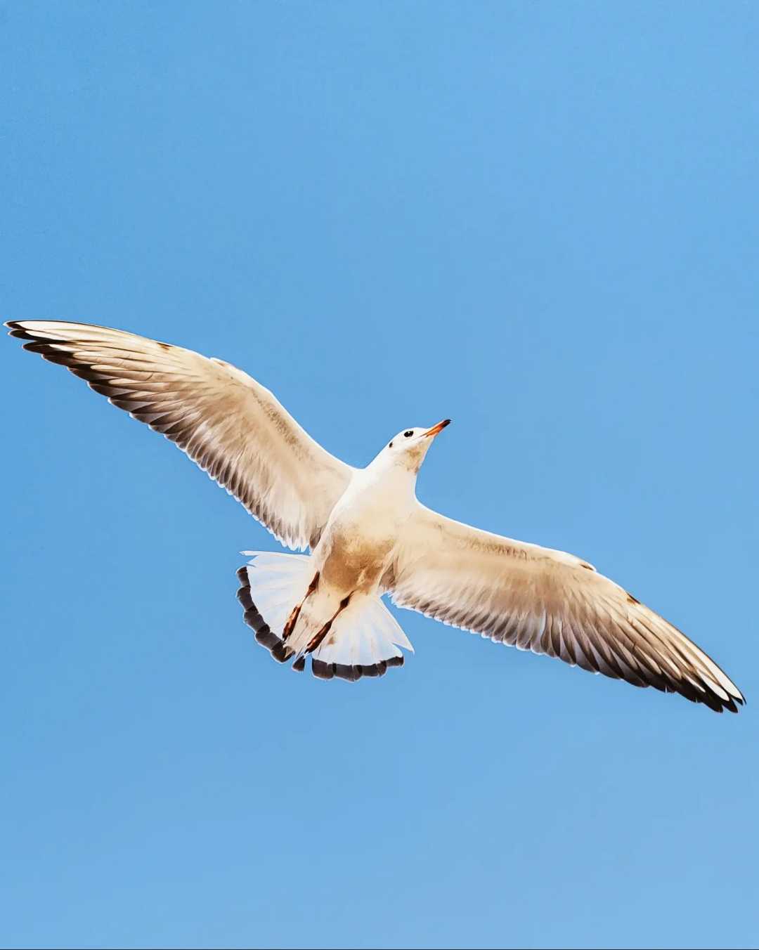 fly high