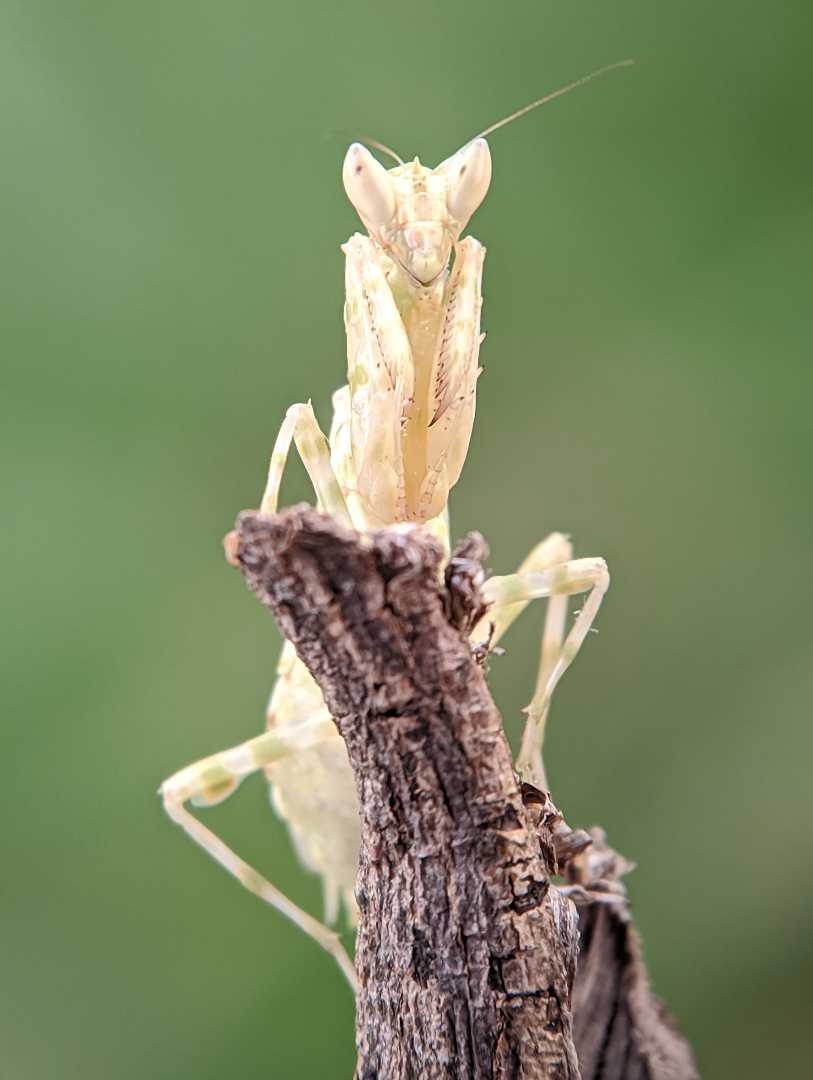 Mantis