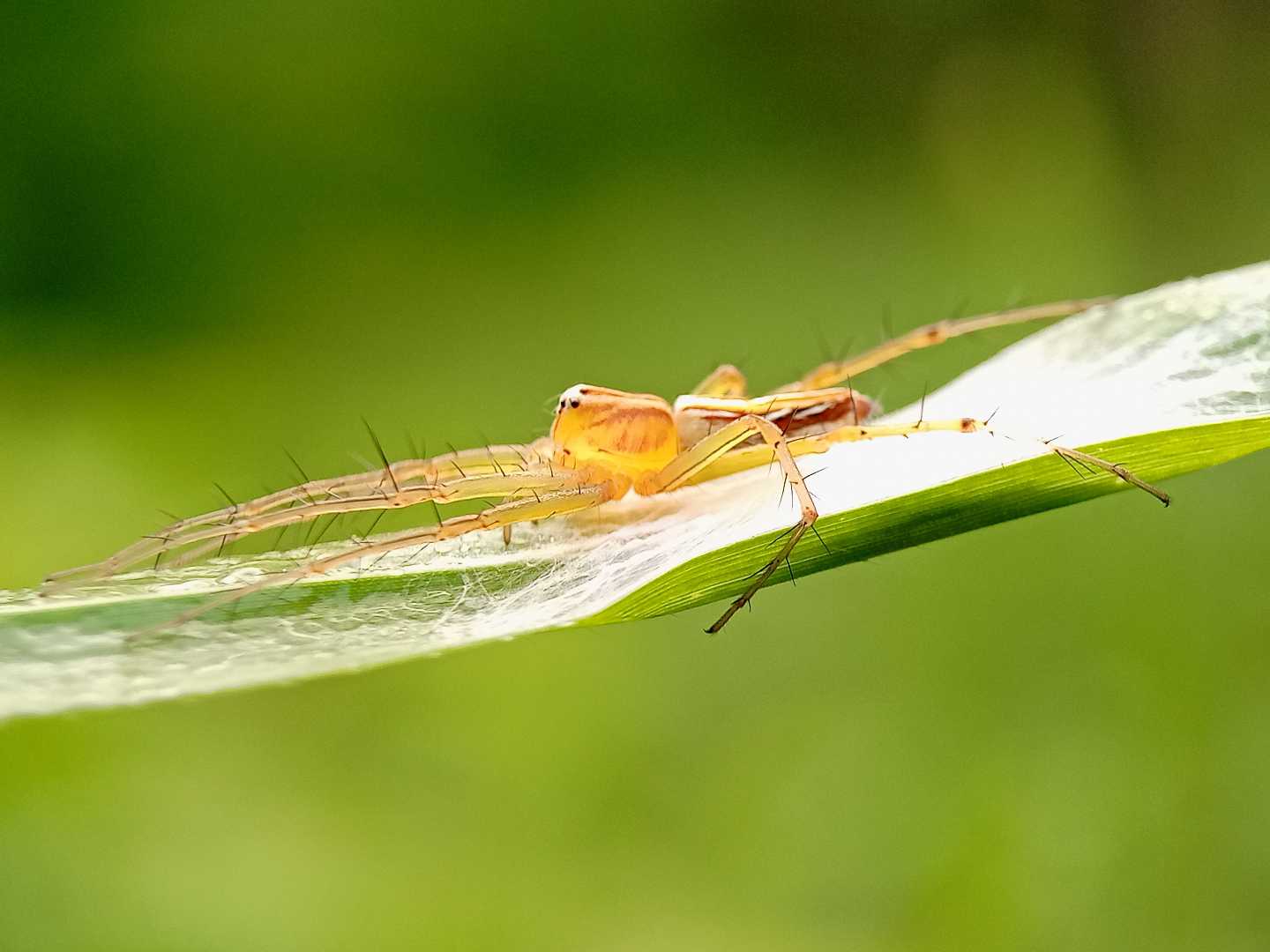 Oxyopes salticus