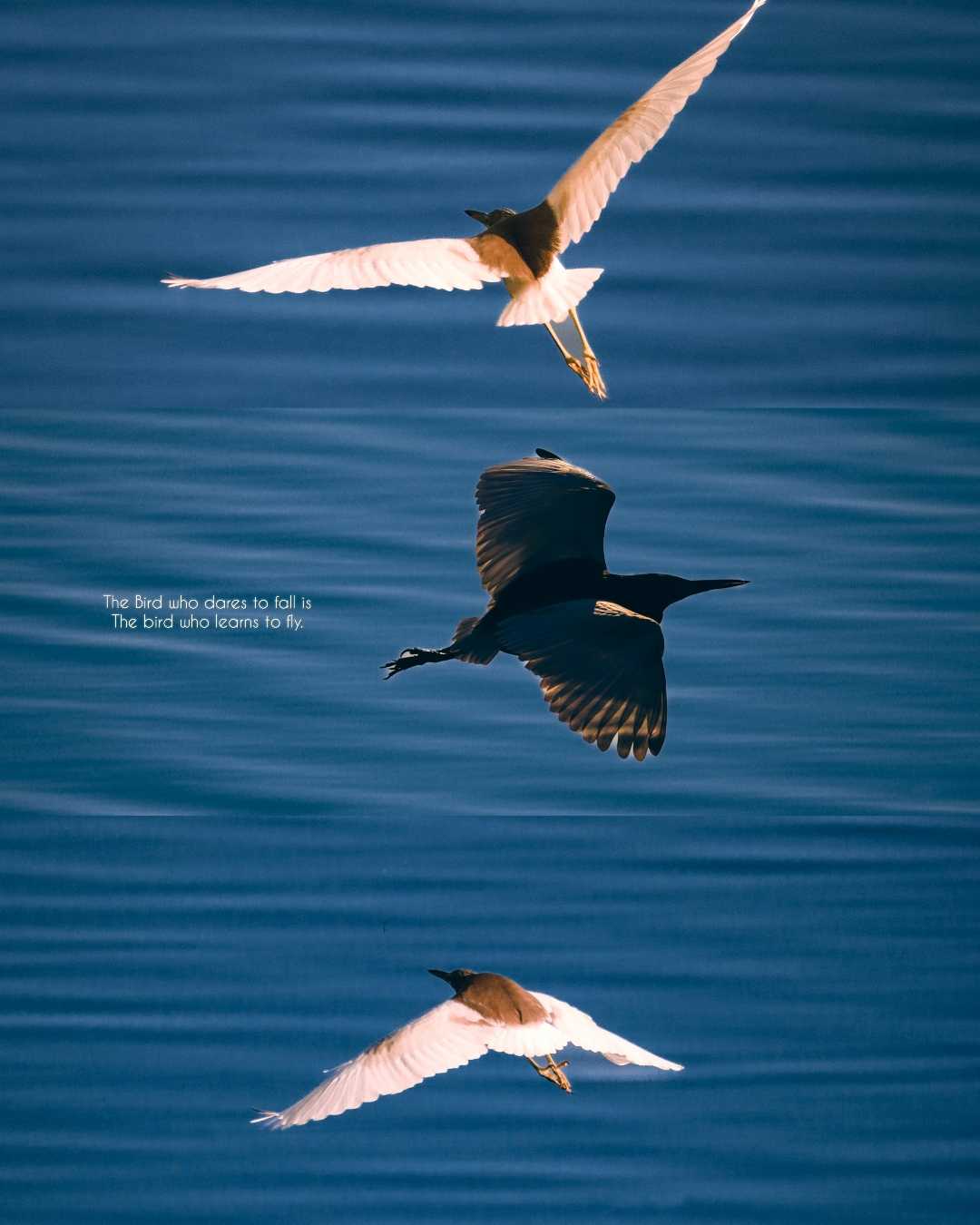 Fly high 🕊️