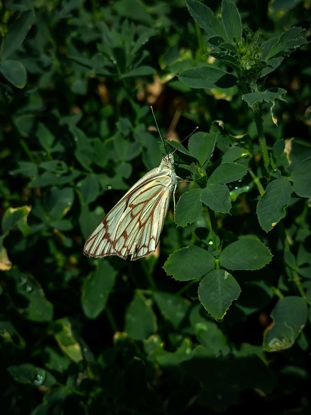 macro
