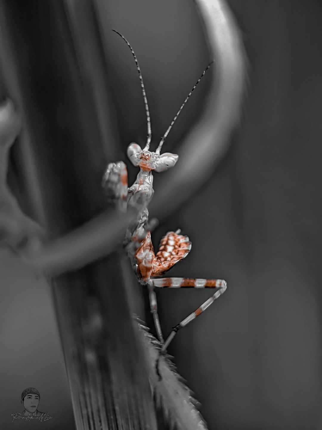 Mantis