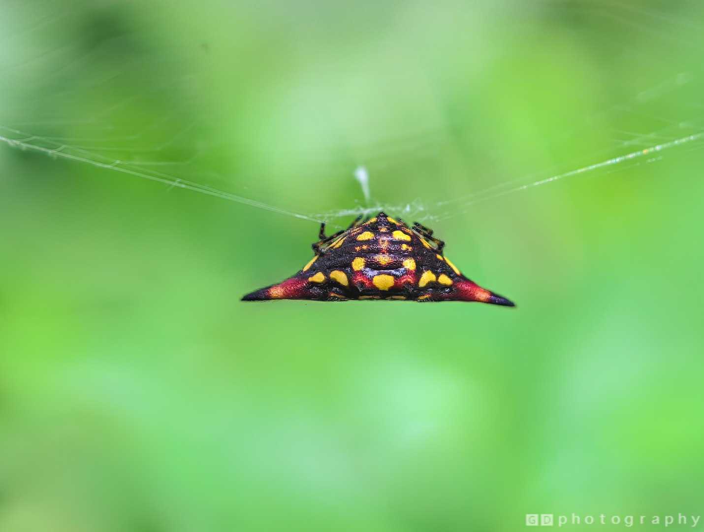 Spiny Orb Weaver dangling