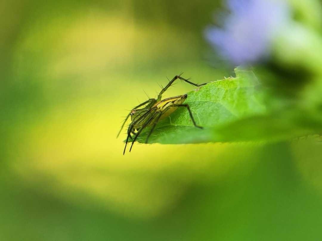 Spider.