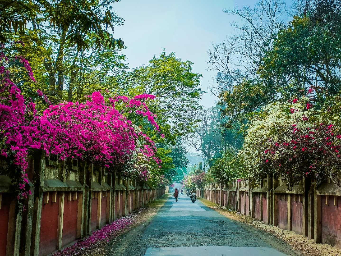 Spring has come in my city 💕🔥❤️