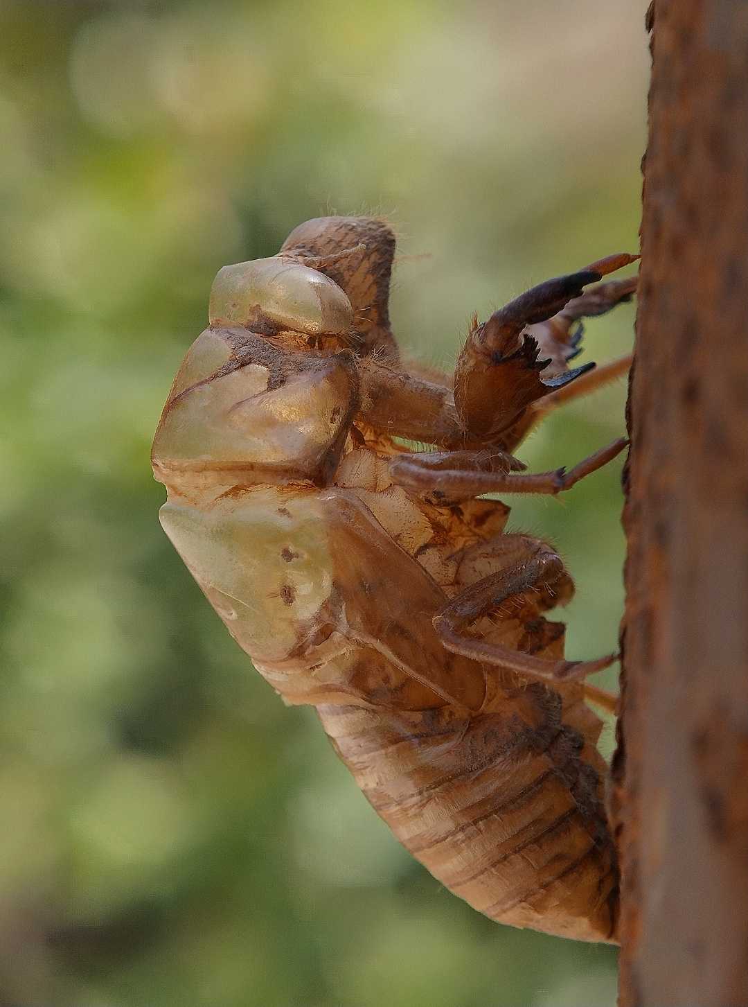 Cicada!!