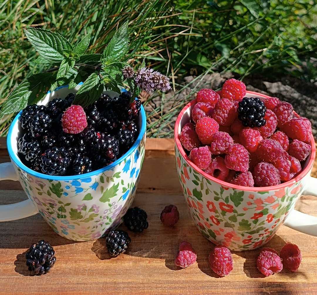 The season fruits