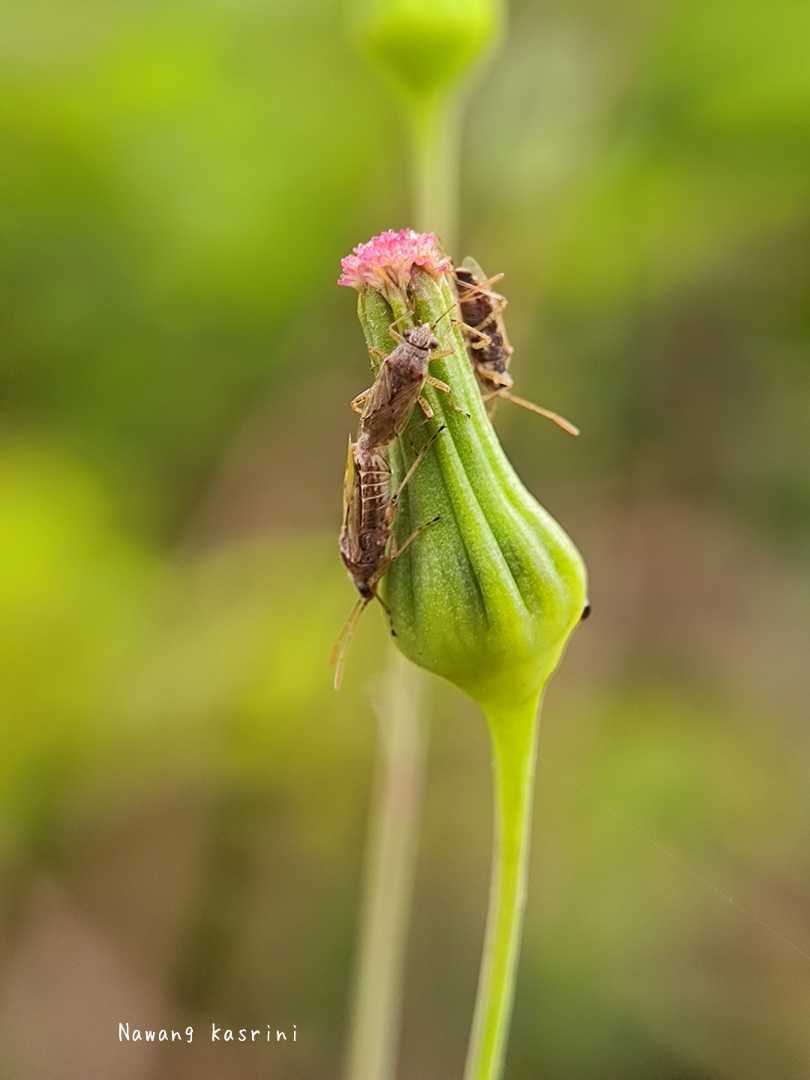 Insect mating