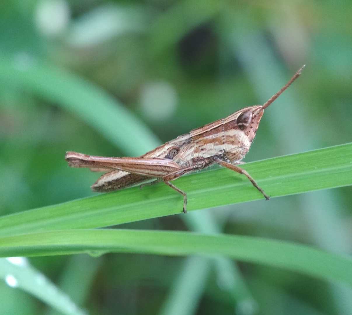 Belalang Padi 