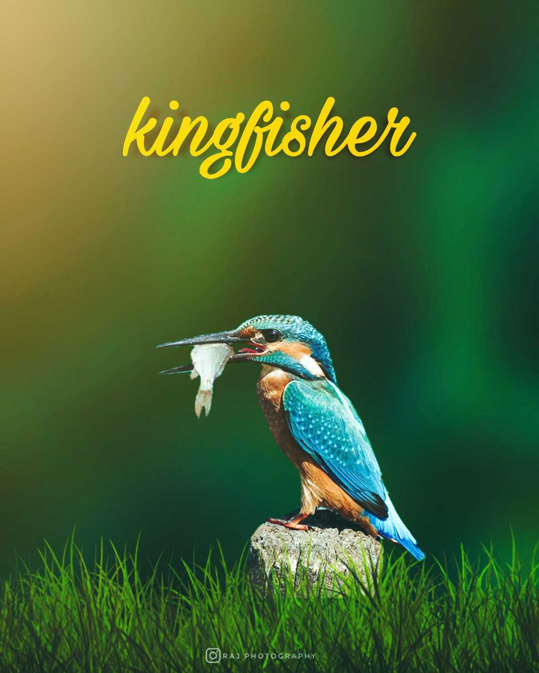 kingfisher✨