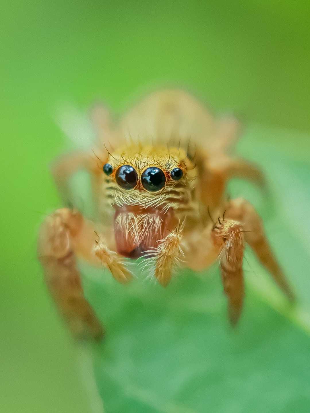 Evarcha Spider.