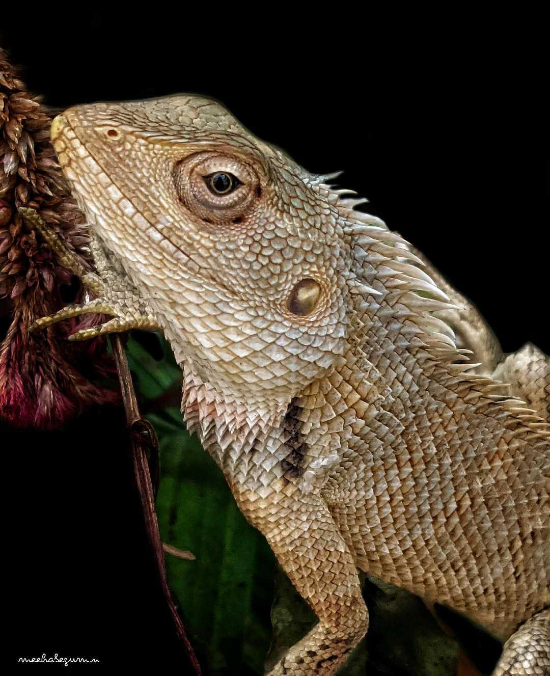 Garden Lizard