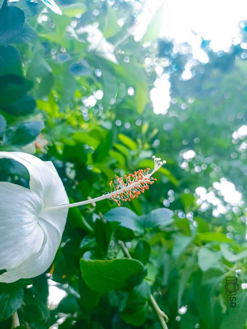 White Hibiscus🌺