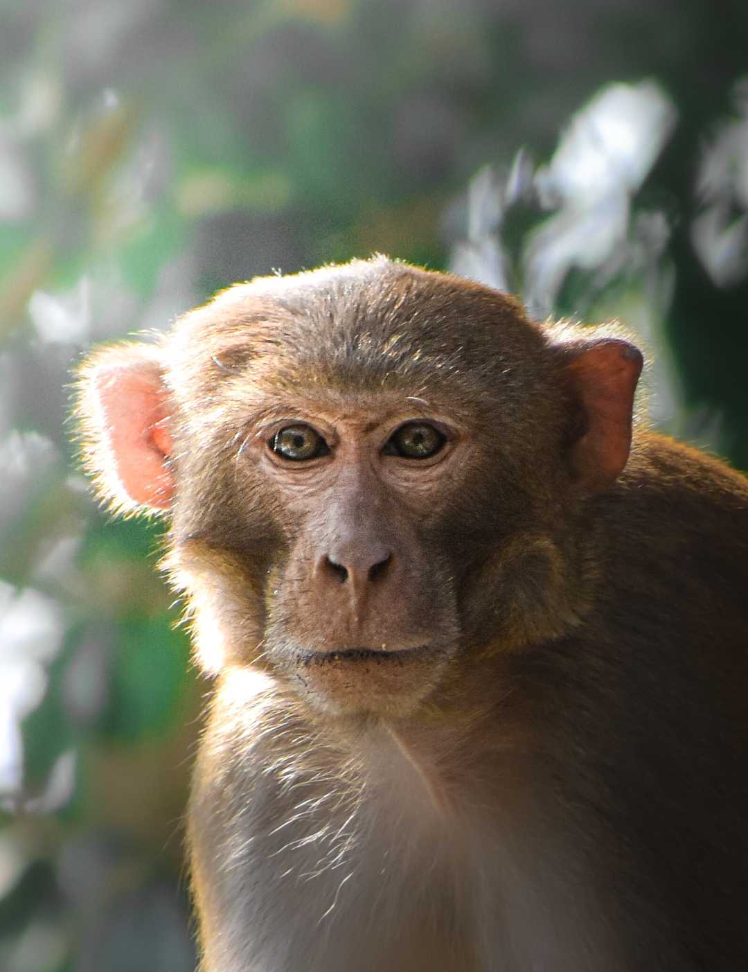 SOMETIME ANIMAL POTRAITS