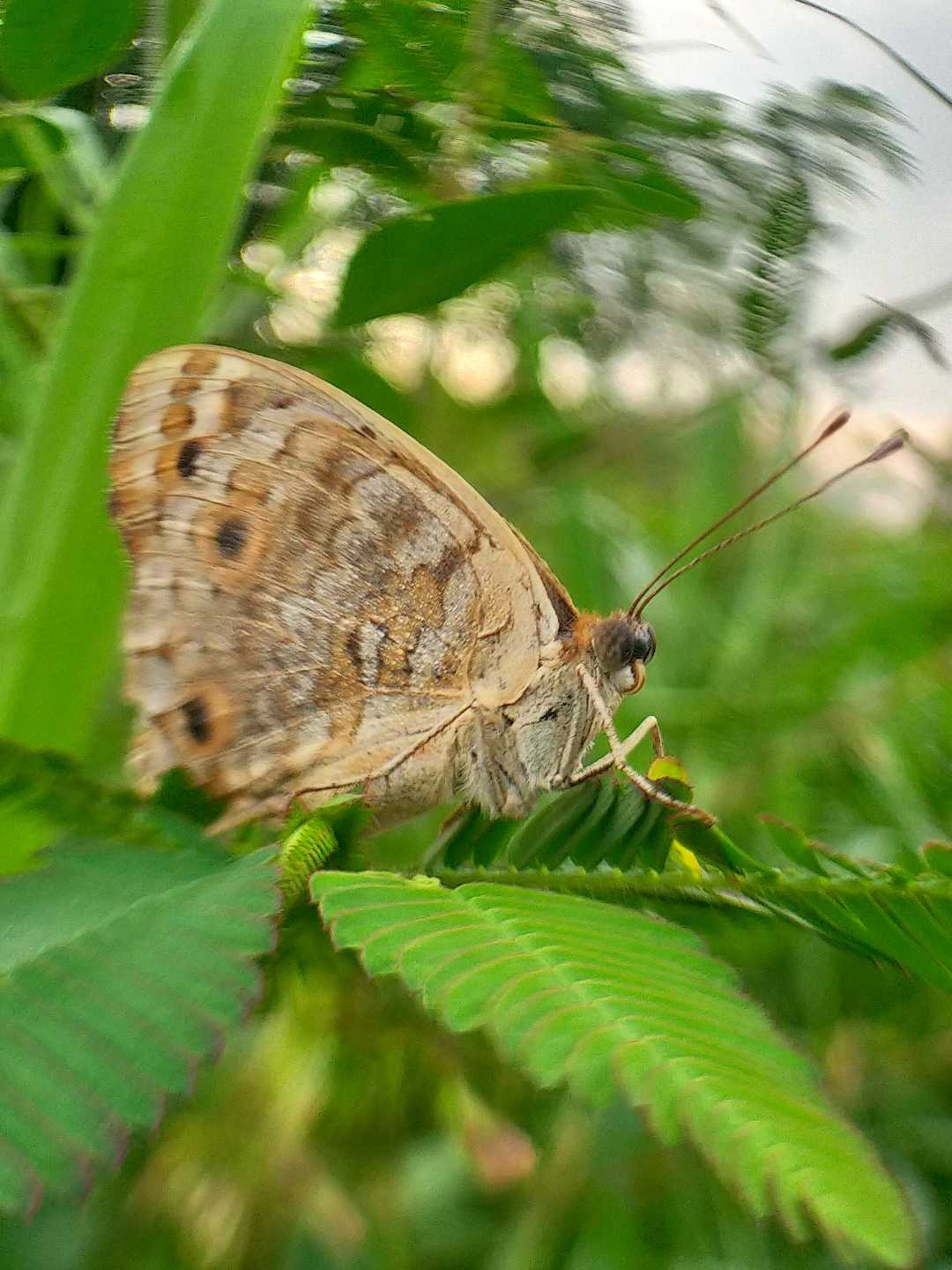 buterfly