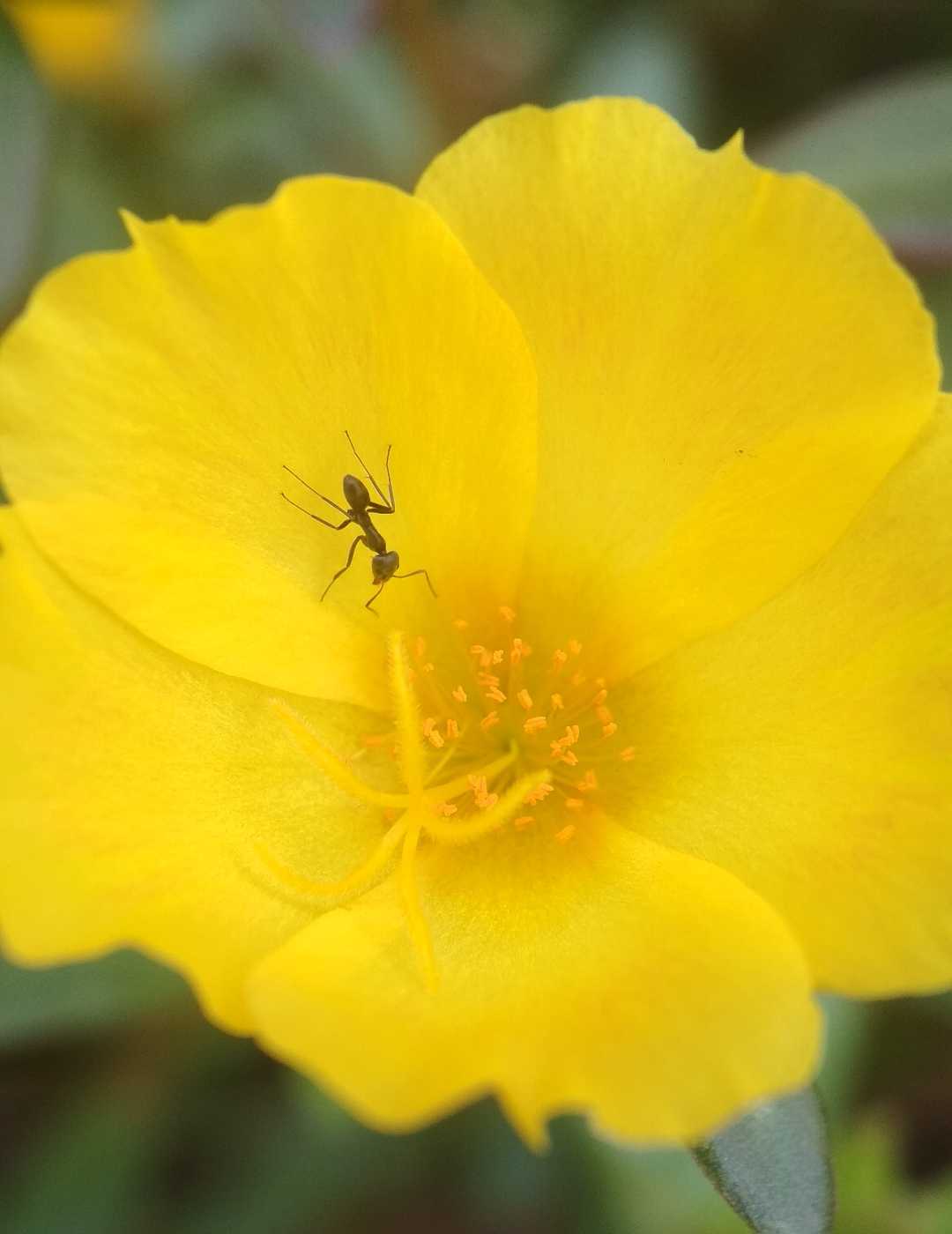 insect and flower. 