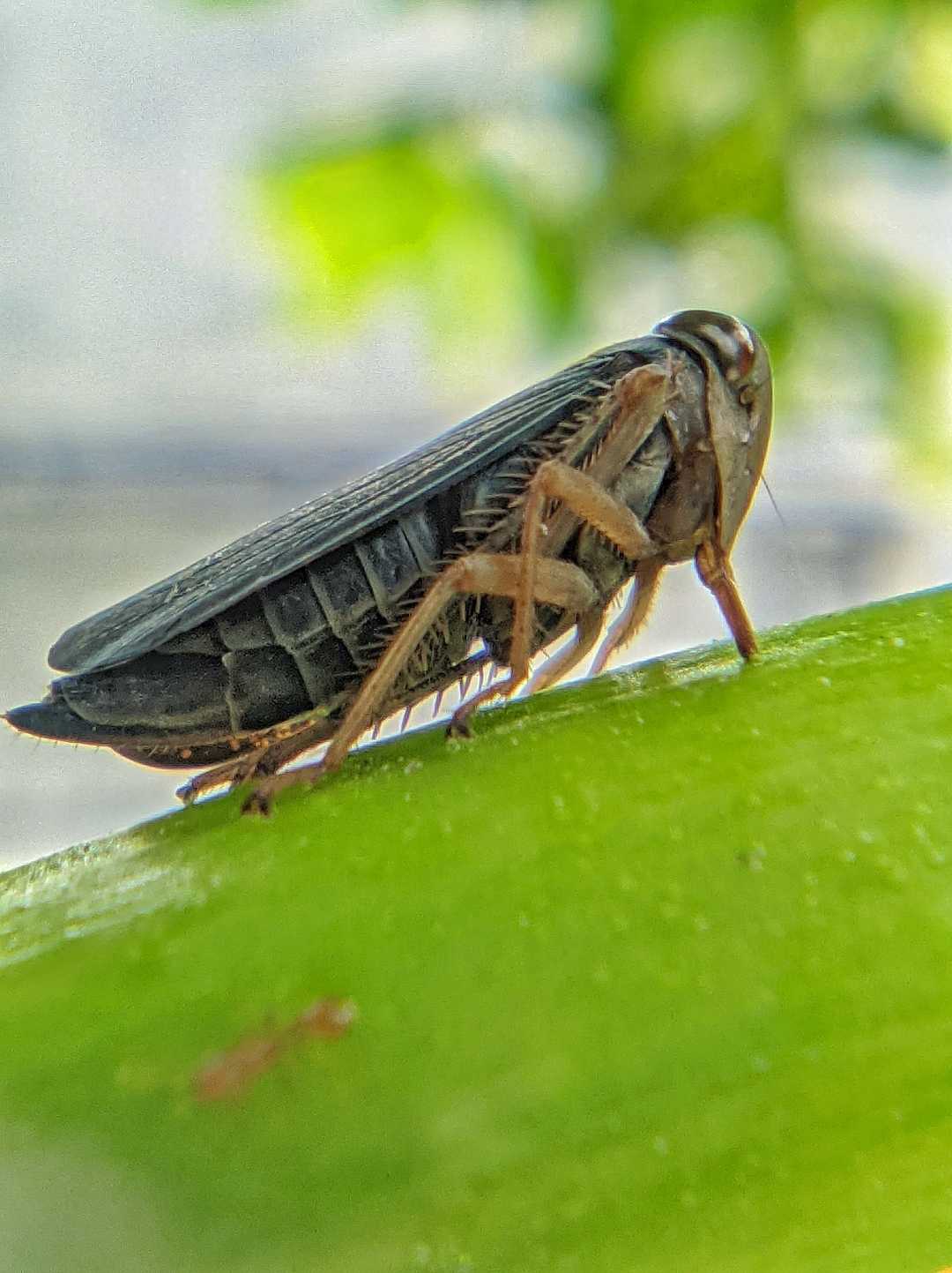 Cicadellidae