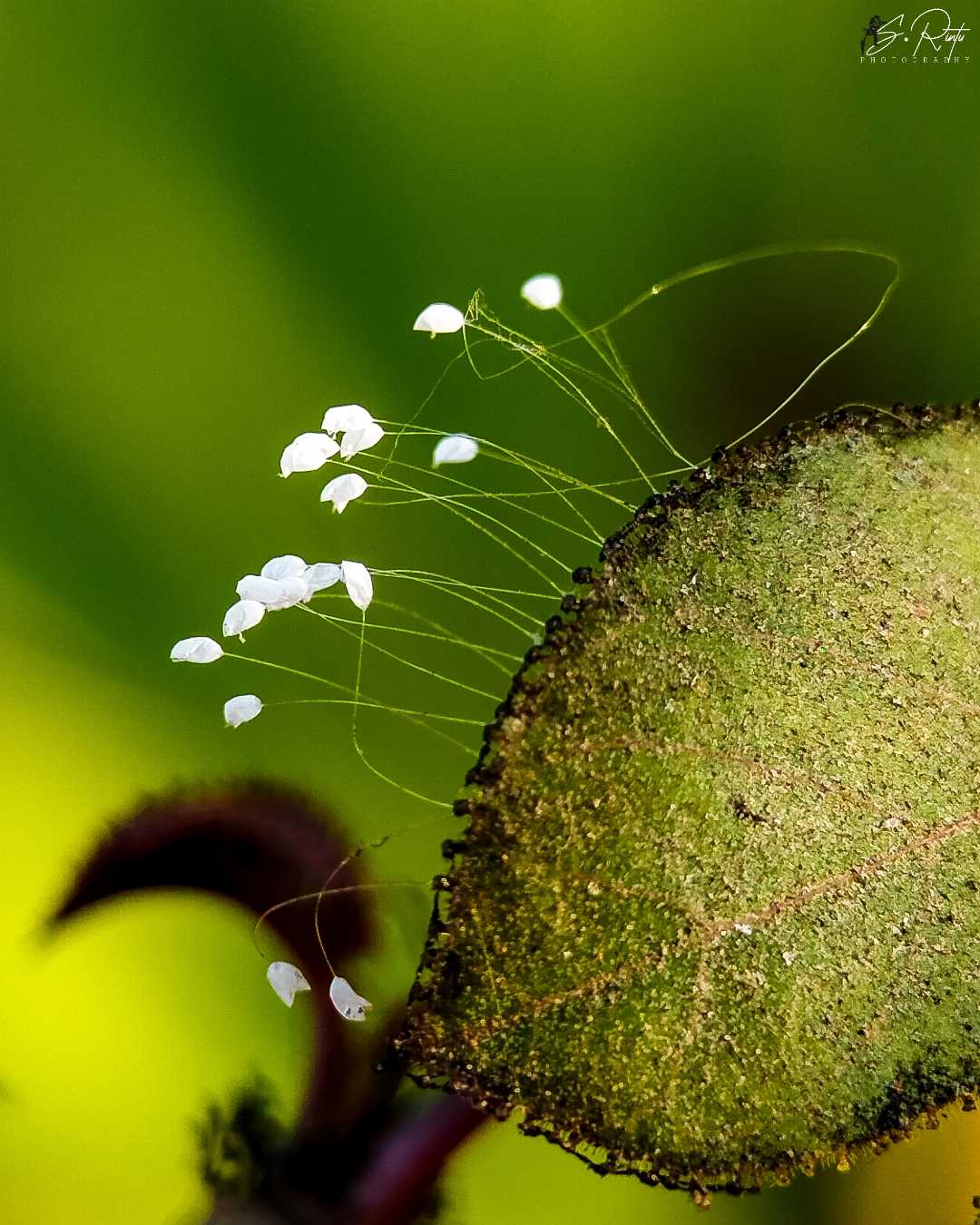 insects egg