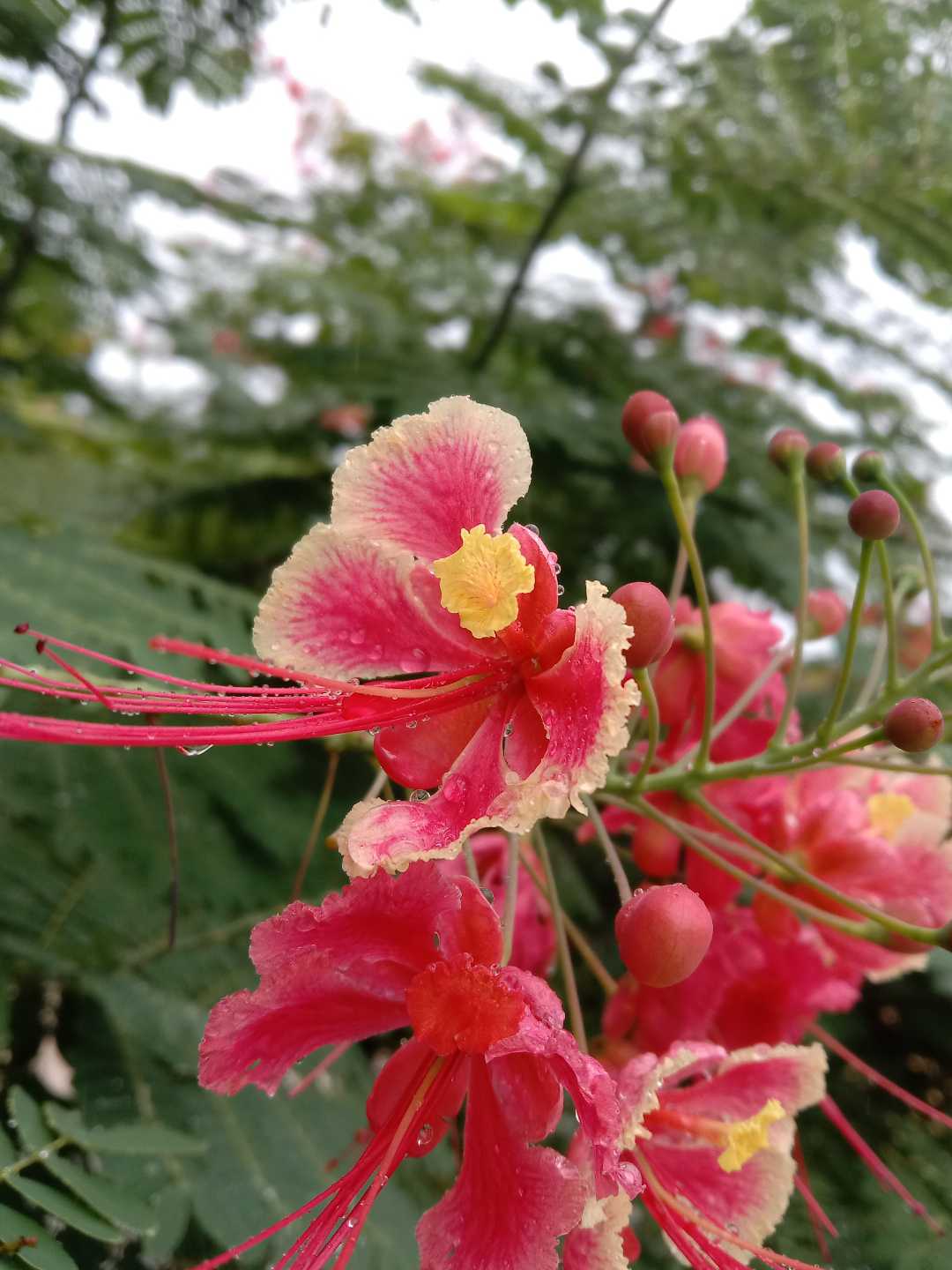 Kembang Merak